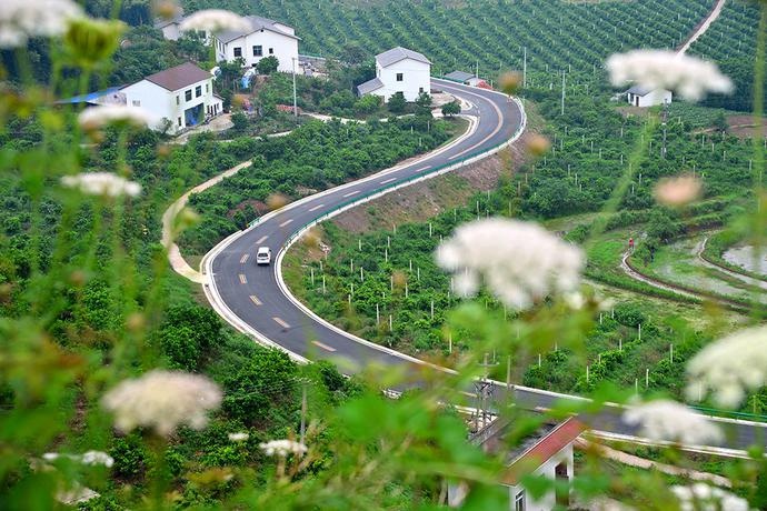 重庆忠县：橘香满园的双柏村