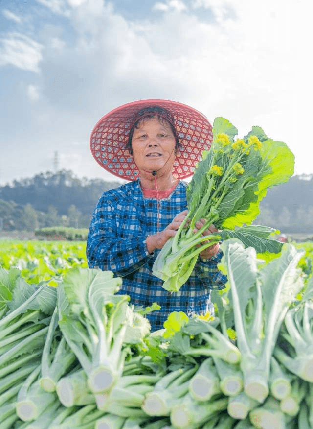 冬至到，菜心甜！等了一整年的增城迟菜心甜啦！