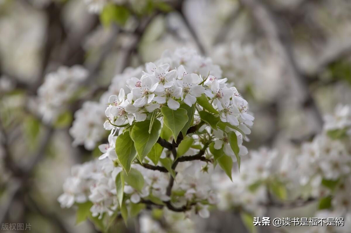 林黛玉与北静王下载_宁北王_林黛玉与北静王